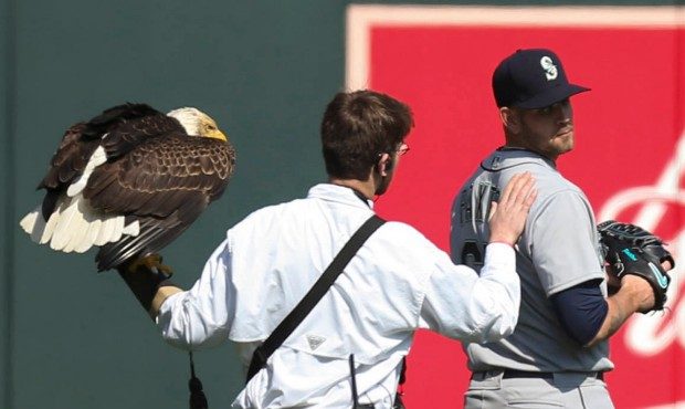 James Paxton was the unlikely landing spot for a bald eagle. (Jeff Wheeler/Star Tribune via AP)...