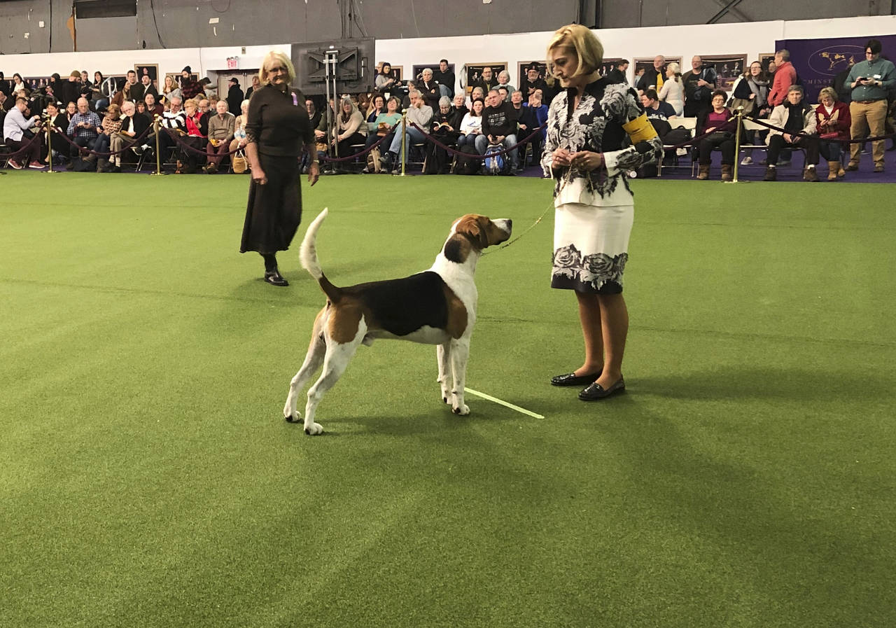 The Latest: Labrador wins 4th Westminster obedience title