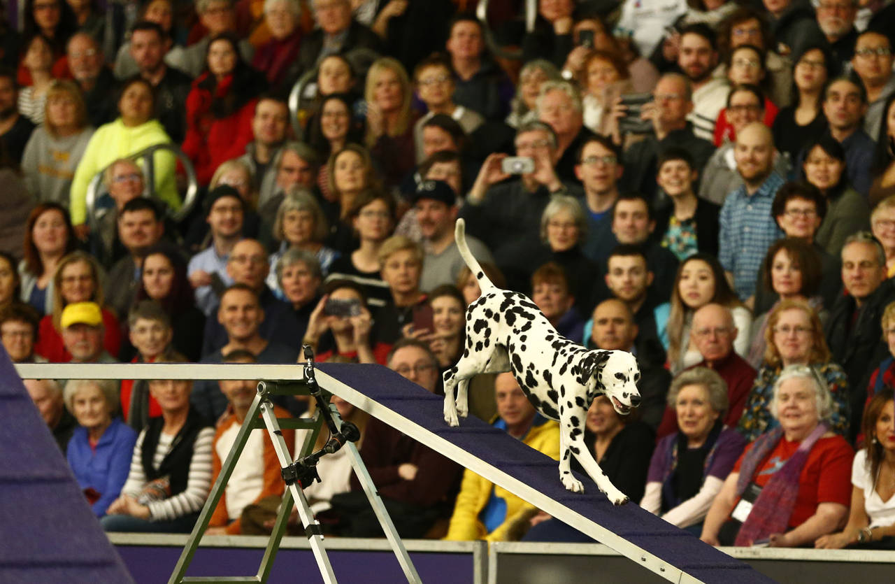 Dog agility aces compete as Westminster show opens