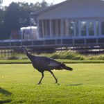 
              A wild turkey struts across the ninth tee at Whistling Straits Golf Course in Haven, Wis., on Monday, Aug. 23, 2021, as preparation continues for the Ryder Cup golf matches. The pandemic-delayed 2020 Ryder Cup returns the United States next week at Whistling Straits along the Wisconsin shores of Lake Michigan. (Mark Hoffman/Milwaukee Journal-Sentinel via AP)
            