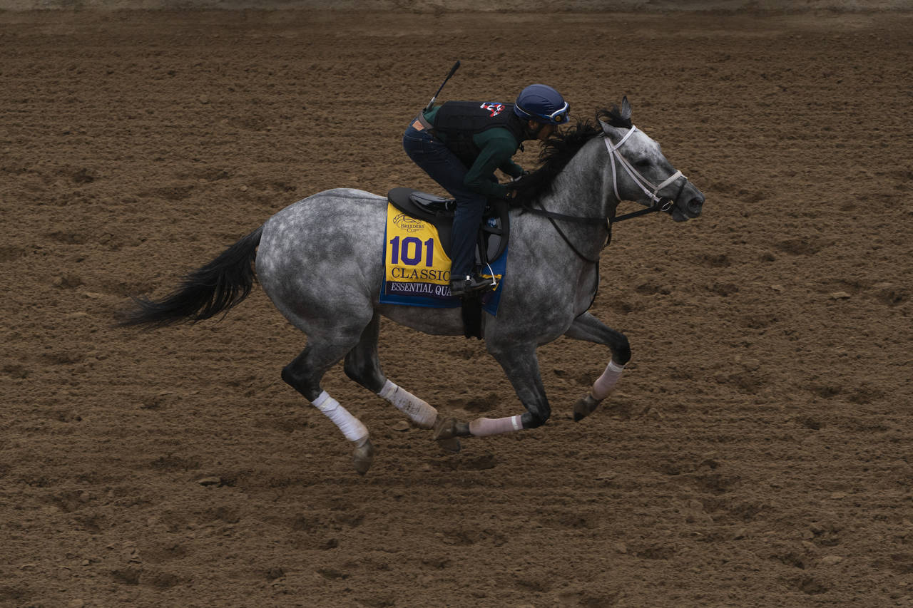 An exercise rider rides Essential Quality during morning workouts at Del Mar racetrack prior to the...