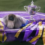 
              FILE - Wasabi, a Pekingese, rests on the winner's podium with its trophy and ribbons after winning Best in Show at the Westminster Kennel Club dog show, Sunday, June 13, 2021, in Tarrytown, N.Y. The Westminster Kennel Club's annual dog show has become the latest event to be postponed or canceled in New York as the number of coronavirus cases surges. The club's board of governors announced Wednesday, Dec 29, 2021, it was postponing its 2022 event, scheduled for late January, to later in the year. A new date wasn't given.  (AP Photo/Kathy Willens, File)
            