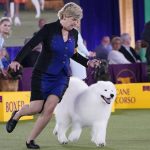 
              FILE - The handler of a Samoyed runs with her dog before the judges in the working group category at the Westminster Kennel Club dog show, on June 13, 2021, in Tarrytown, N.Y. The Westminster Kennel Club's annual dog show has become the latest event to be postponed or canceled in New York as the number of coronavirus cases surges. The club's board of governors announced Wednesday, Dec 29, 2021, it was postponing its 2022 event, scheduled for late January, to later in the year. A new date wasn't given.  (AP Photo/Kathy Willens, File)
            
