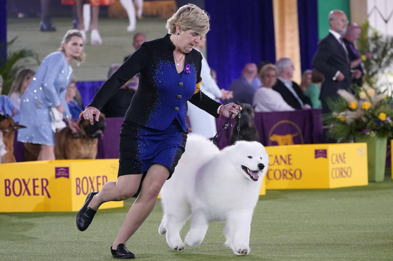 FILE - The handler of a Samoyed runs with her dog before the judges in the working group category a...