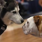 
              The Connecticut mascot Jonathan the Husky and Butler mascot Blue IV bulldog meet on the court during the first half of an NCAA college basketball game between the teams Tuesday, Jan. 18, 2022, in Hartford, Conn. (AP Photo/Jessica Hill)
            