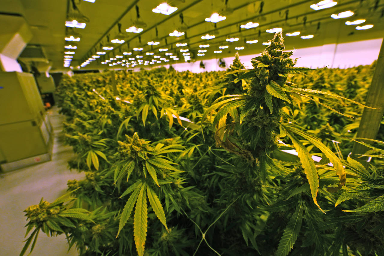 FILE - Marijuana plants are close to harvest in a grow room at the Greenleaf Medical Cannabis facil...