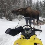 
              In this photo provided by Iditarod rookie musher Bridgett Watkins, a bull moose stands between the snowmobile where she took refuge and her dog team on trails near Fairbanks, Alaska, Feb. 4, 2022. The moose attacked Watkins' dog team for over an hour during a training run, seriously injuring four before a friend shot and killed the moose. (Bridgett Watkins via AP)
            