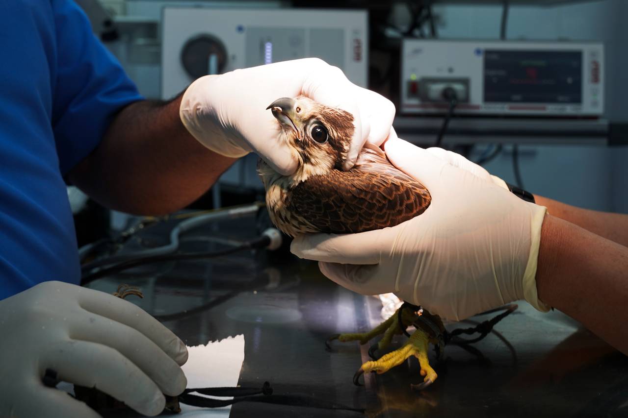 Veterinarians at the Souq Waqif Falcon Hospital work on a patient in Doha, Qatar, March 15, 2022. I...
