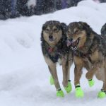 
              Sled dogs on the team of musher Ryan Redington run through newly fallen snow in downtown Anchorage, Alaska, on Saturday, March 5, 2022, during the ceremonial start of the Iditarod Trail Sled Dog Race. The competitive start of the nearly 1,000-mile race will be held March 6, 2022, in Willow, Alaska, with the winner expected in the Bering Sea coastal town of Nome about nine days later. (AP Photo/Mark Thiessen)
            