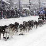 
              Four-time winner Jeff King takes his sled dog team through a snowstorm in downtown Anchorage, Alaska, on Saturday, March 4, 2022, during the ceremonial start of the Iditarod Trail Sled Dog Race. (AP Photo/Mark Thiessen)
            