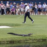 
              Harold Varner III walks past a young American alligator near the 15th green during the third round of the RBC Heritage golf tournament, Saturday, April 16, 2022, in Hilton Head Island, S.C. (AP Photo/Stephen B. Morton)
            