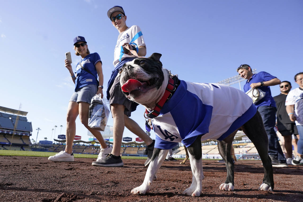 Dogs walk around the field at Dodger Stadium during the Pups at the Park event prior to a baseball ...
