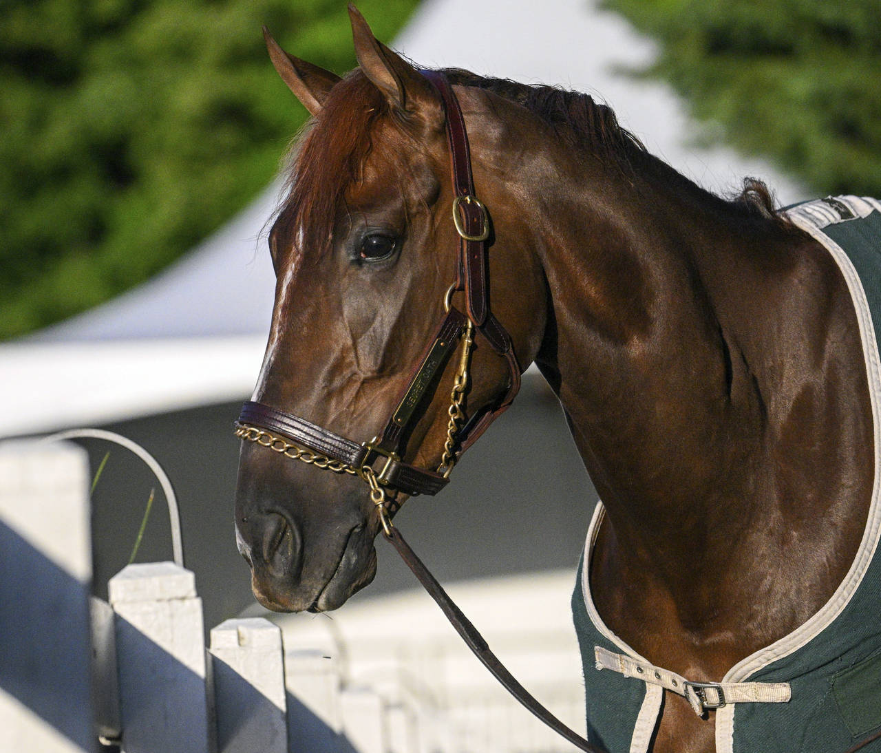 Preakness contender Secret Oath stands near the stables, Tuesday, May 17, 2022 at Pimlico Race Cour...