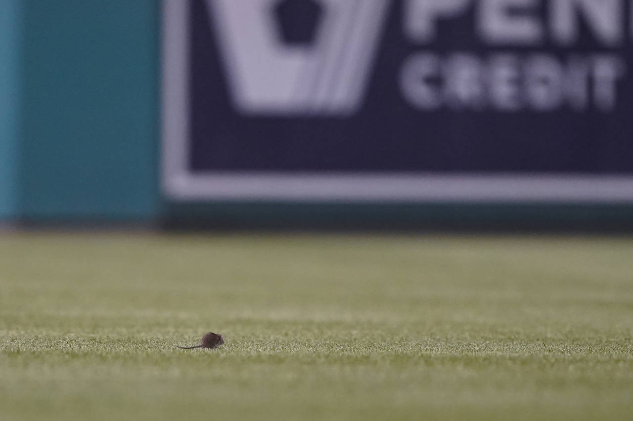 A rat scurries in the outfield during the sixth inning of a baseball game between the Washington Na...