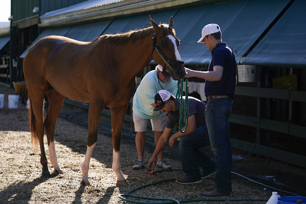 Preakness entrant Fenwick is cleaned up after working out ahead of the Preakness Stakes Horse Race ...