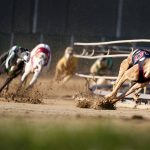 
              Greyhounds compete in a race at the Iowa Greyhound Park, Saturday, April 16, 2022, in Dubuque, Iowa. After the end of a truncated season in Dubuque in May, the track here will close. By the end of the year, there will only be two tracks left in the country. (AP Photo/Charlie Neibergall)
            