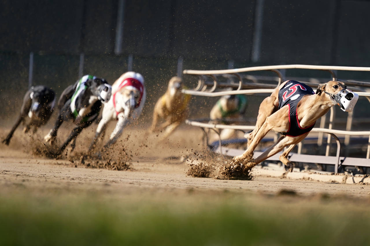 Greyhounds compete in a race at the Iowa Greyhound Park, Saturday, April 16, 2022, in Dubuque, Iowa...