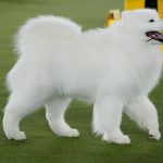 
              Striker, a Samoyed, competes in the working group at the 146th Westminster Kennel Club Dog Show, Wednesday, June 22, 2022, in Tarrytown, N.Y. Striker won the group. (AP Photo/Frank Franklin II)
            