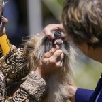
              A judge inspects a Pyrenean sheepdog during competition in the 146th Westminster Kennel Club Dog show, Monday, June 20, 2022, in Tarrytown, N.Y. (AP Photo/Mary Altaffer)
            