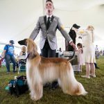 
              Handler Willi Santiago and Afghan hound Saida wait to compete during the 146th Westminster Kennel Club Dog show, Monday, June 20, 2022, in Tarrytown, N.Y. (AP Photo/Mary Altaffer)
            