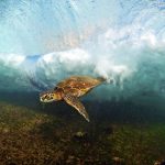 
              In this undated photo entitled "Close Call," a Hawaiian green sea turtle swims through a breaking wave on the North Shore of Oahu near Haleiwa, Hawaii. The image appears in photographer Clark Little's new book, "The Art of Waves." (Clark Little via AP)
            
