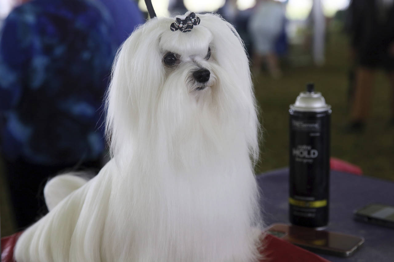 Bentley, a Maltese, waits to compete at the Westminster Kennel Club Dog Show, Tuesday, June 21, 202...