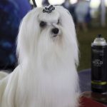 
              Bentley, a Maltese, waits to compete at the Westminster Kennel Club Dog Show, Tuesday, June 21, 2022, in Tarrytown, N.Y. (AP Photos/Jennifer Peltz)
            