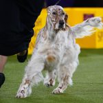 
              Belle, an English setter, competes in the sporting group at the 146th Westminster Kennel Club Dog Show, Wednesday, June 22, 2022, in Tarrytown, N.Y. Belle won the group. (AP Photo/Frank Franklin II)
            