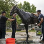 
              We the People is bathed after training before the 154th running of the Belmont Stakes horse race, Thursday, June 9, 2022, in Elmont, N.Y. (AP Photo/John Minchillo)
            