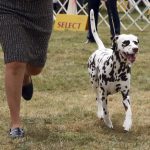 
              A Dalmatian competes at the Westminster Kennel Club Dog Show, Tuesday, June 21, 2022, in Tarrytown, N.Y. (AP Photo/Jennifer Peltz)
            