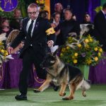 
              River, a German shepherd, competes for best in show at the 146th Westminster Kennel Club Dog Show, Wednesday, June 22, 2022, in Tarrytown, N.Y. (AP Photo/Frank Franklin II)
            