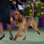 
              Trumpet, a bloodhound, competes for best in show at the 146th Westminster Kennel Club Dog Show, Wednesday, June 22, 2022, in Tarrytown, N.Y. Trumpet won the title. (AP Photo/Frank Franklin II)
            