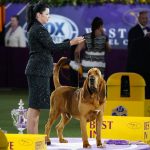 
              Heather Helmer poses for photographs with Trumpet, a bloodhound, after Trumpet won Best in Show at the 146th Westminster Kennel Club Dog Show Wednesday, June 22, 2022, in Tarrytown, N.Y. (AP Photo/Frank Franklin II)
            