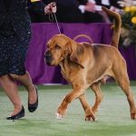 
              Trumpet, a bloodhound, competes for Best in Show at the 146th Westminster Kennel Club Dog Show, Wednesday, June 22, 2022, in Tarrytown, N.Y. Trumpet won the title. (AP Photo/Frank Franklin II)
            