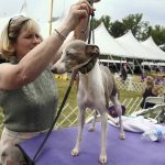 
              Virginia King Kirby of Pottstown, Pa., grooms an Italian greyhound named Grace Kelly for competition at the Westminster Kennel Club Dog Show, Tuesday, June 21, 2022, in Tarrytown, N.Y. (AP Photo/Jennifer Peltz)
            
