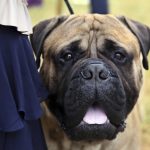 
              Otis, a bullmastiff, relaxes after competing at the Westminster Kennel Club Dog Show, Wednesday, June 22, in Tarrytown, N.Y. (AP Photo/Jennifer Peltz)
            