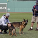 
              FILE - Boston Red Sox pitcher Rick Porcello, left, plays with his 4-month-old puppy, Bronco, whose father is service dog Drago, owned by head groundskeeper Dave Mellor, right, during a baseball work out at Fenway Park, Oct. 21, 2018, in Boston. A week ago, shortly after walking on the outfield grass before the Red Sox hosted Oakland, Drago had a stroke. Two days later, he died at age 10. (AP Photo/Elise Amendola, File)
            