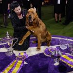
              Heather Helmer poses for photographs with Trumpet, a bloodhound, after Trumpet won best in show at the 146th Westminster Kennel Club Dog Show, Wednesday, June 22, 2022, in Tarrytown, N.Y. (AP Photo/Frank Franklin II)
            
