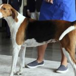 
              An American foxhound named Cardi B appears at a Westminster Kennel Club dog show preview news conference at Hudson Yards in New York, Thursday, June 16, 2022. The American foxhound is among the rare breeds that compete. The dogs get the spotlight, but the upcoming show is also illuminating a human issue: veterinarians' mental health. (AP Photo/Jennifer Peltz)
            