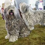 
              Bergamasco shepherds Coco, left, and Saphire wait to compete in the ring during the 146th Westminster Kennel Club Dog show, Monday, June 20, 2022, in Tarrytown, N.Y. (AP Photo/Mary Altaffer)
            