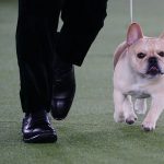 
              Winston, a French bulldog, competes for Best in Show at the 146th Westminster Kennel Club Dog Show, Wednesday, June 22, 2022, in Tarrytown, N.Y. (AP Photo/Frank Franklin II)
            