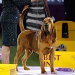 
              Trumpet, a bloodhound poses for photographs after winning Best in Show at the 146th Westminster Kennel Club Dog Show Wednesday, June 22, 2022, in Tarrytown, N.Y. (AP Photo/Frank Franklin II)
            