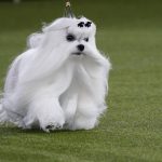 
              Hollywood, a Maltese ,competes for best in show at the 146th Westminster Kennel Club Dog Show, Wednesday, June 22, 2022, in Tarrytown, N.Y. (AP Photo/Frank Franklin II)
            