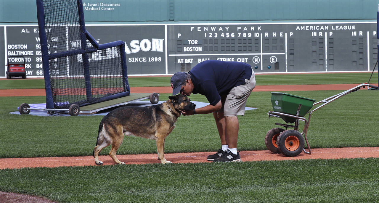 FILE - Boston Red Sox groundskeeper Dave Mellor bends over and kisses his service dog Drago while p...