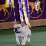 
              Winston, a French bulldog, competes for best in show at the 146th Westminster Kennel Club Dog Show, Wednesday, June 22, 2022, in Tarrytown, N.Y. (AP Photo/Frank Franklin II)
            