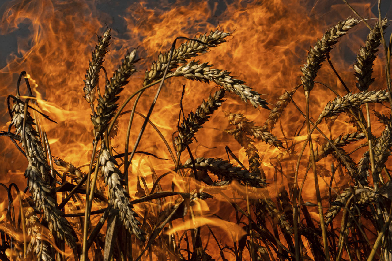 A wheat field burns after Russian shelling a few kilometers from the Ukrainian-Russian border in th...