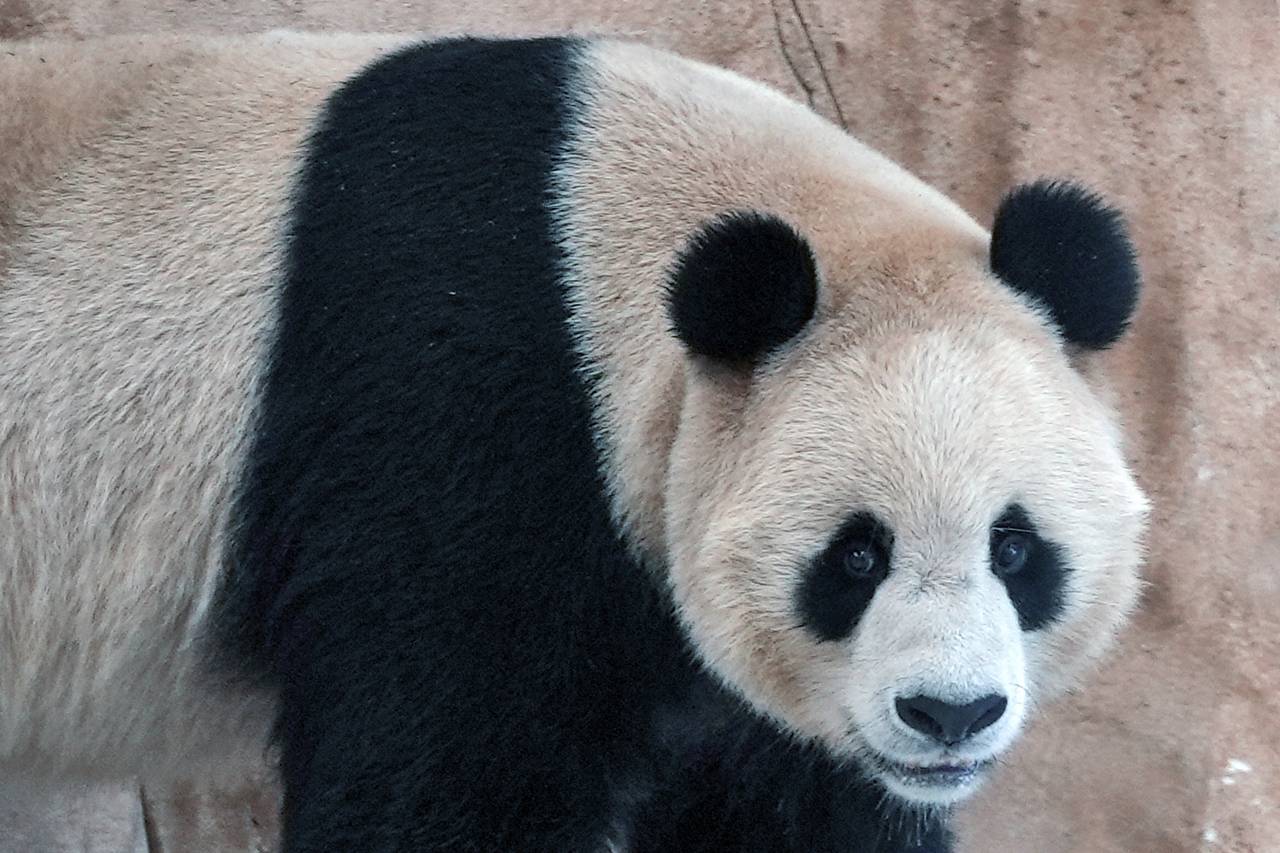 Suhail, a male Panda sent by China to Qatar as a gift for the World Cup, walks in his shelter at th...