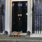 
              A fox walks past 10 Downing Street in London, Tuesday, Oct. 25, 2022. Former Treasury chief Rishi Sunak became Britain's first prime minister of color after being chosen Monday to lead a governing Conservative Party desperate for a safe pair of hands to guide the country through economic and political turbulence. (AP Photo/Kin Cheung)
            