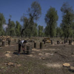 
              A Kashmiri man measures log kept aside for making cricket bats after cutting down willow trees  over a government wetland at Haretaar north of Srinagar, Indian controlled Kashmir, Sept. 27, 2022. Kashmir’s dwindling willow plantations are impacting the region’s famed cricket bat industry and risking the supply of cricket bats in India, where the sport is hugely followed. The industry employs more than 10,000 people and manufactures nearly a million bats a year. (AP Photo/Dar Yasin)
            