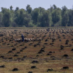 
              Kashmiri shepherd walks with his cattle through a field where willow trees were chopped down over a government wetland at Haretaar north of Srinagar, Indian controlled Kashmir, Sept. 27, 2022. Kashmir’s dwindling willow plantations are impacting the region’s famed cricket bat industry and risking the supply of cricket bats in India, where the sport is hugely followed. The industry employs more than 10,000 people and manufactures nearly a million bats a year. (AP Photo/Dar Yasin)
            
